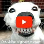marketing youtube pour veterinaires